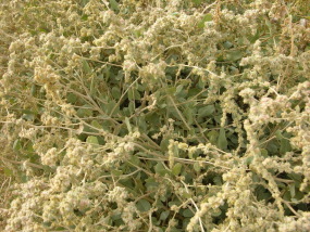 آتریپلکس بوته ای